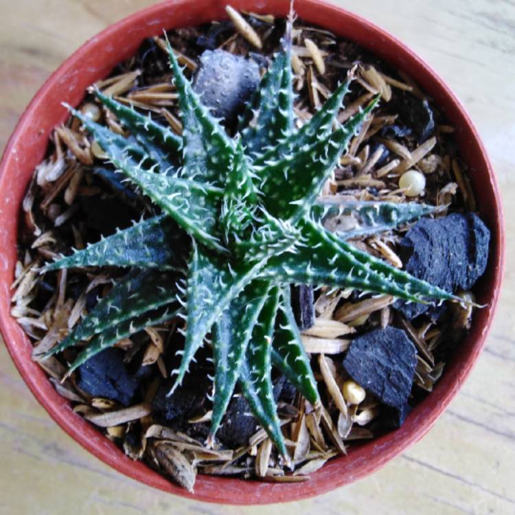 Plant image Aloe descoingsii x haworthioides 'Pepe'