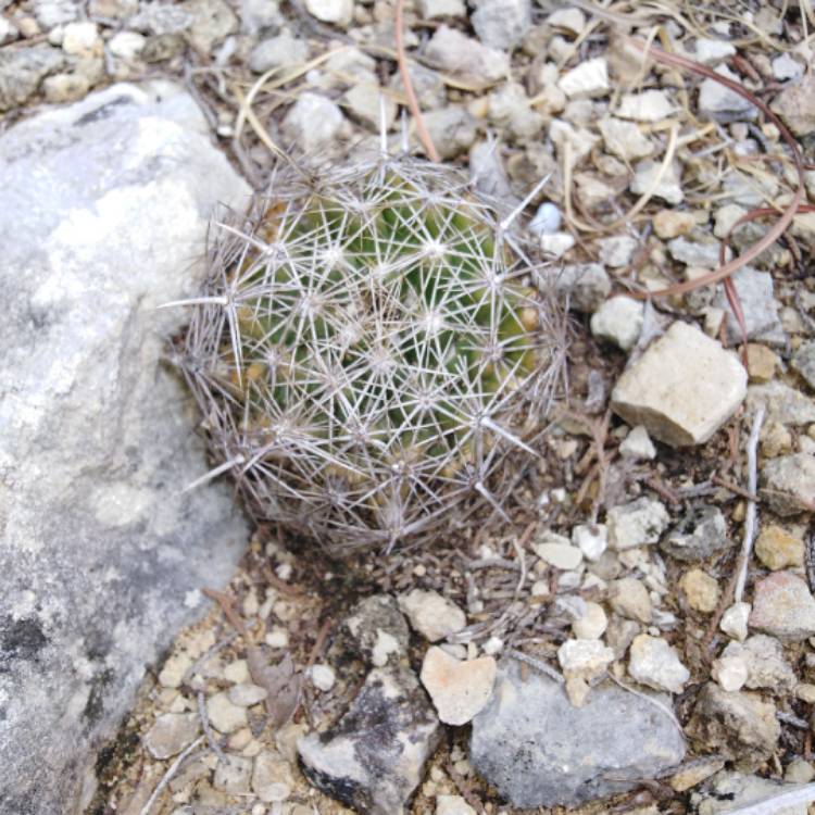 Plant image Coryphantha sulcata syn. Mammillaria sulcata