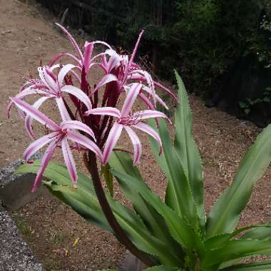 Crinum Asiaticum