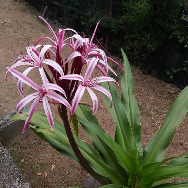 plant image 1217033