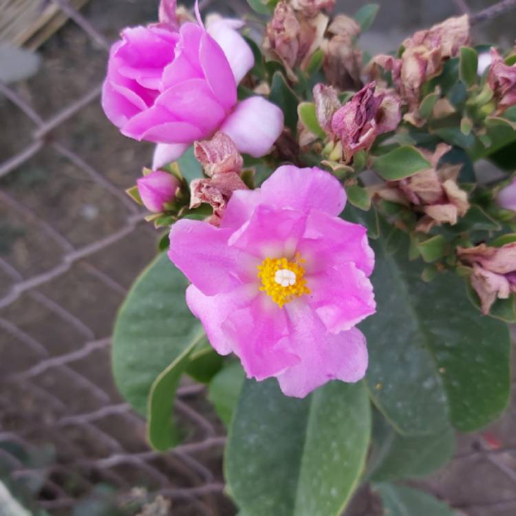 Plant image Pereskia grandiflora syn. Cactus grandifolius
