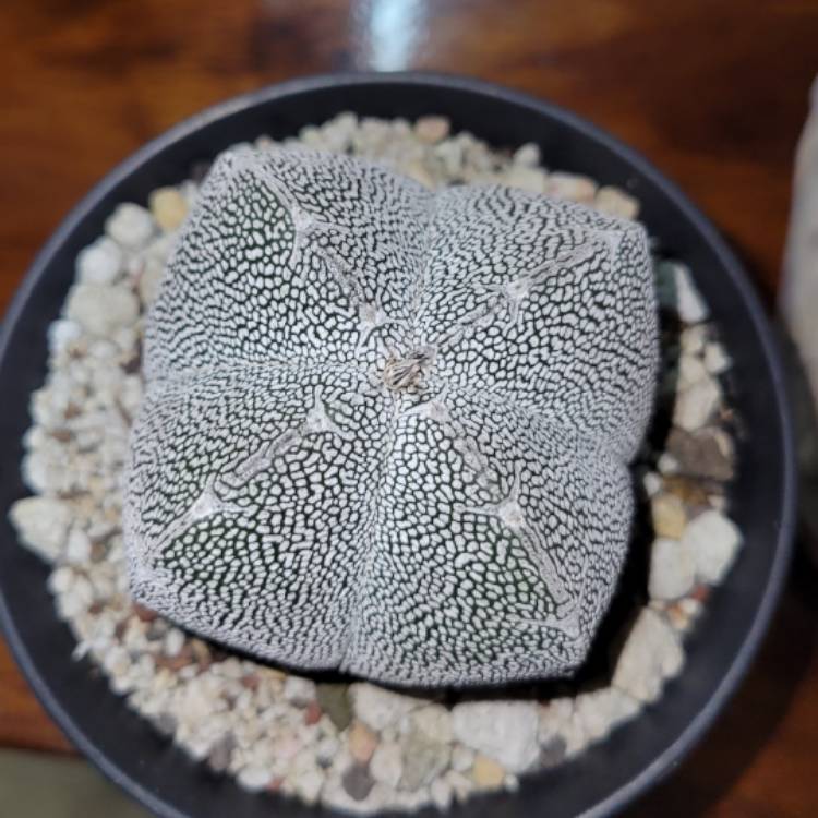 plant image 1637253