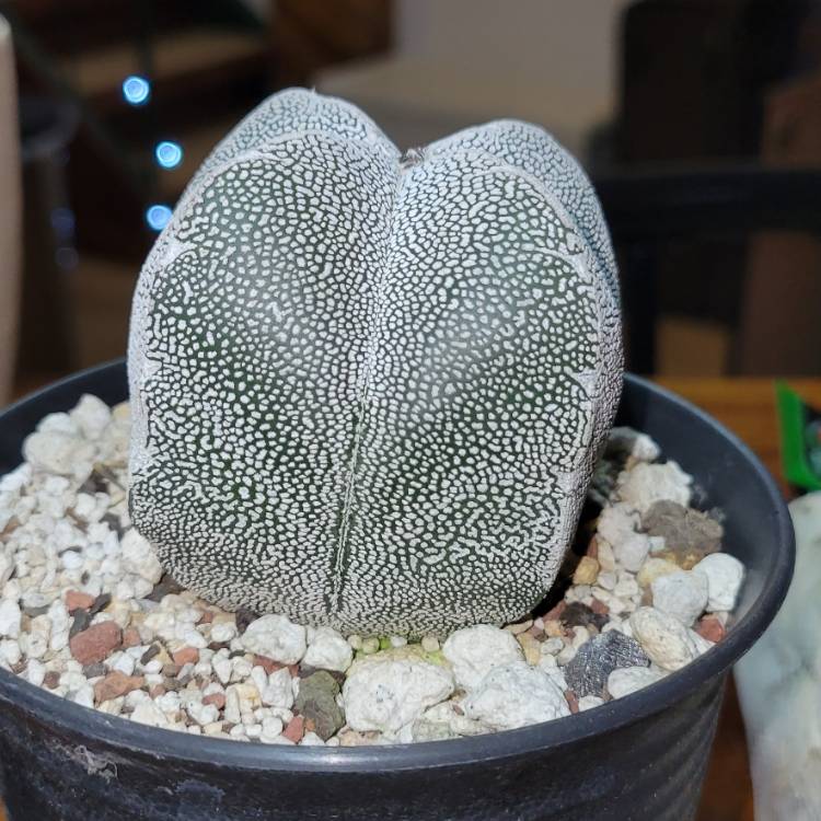 Plant image Astrophytum Myrostigma cv. Onzuka