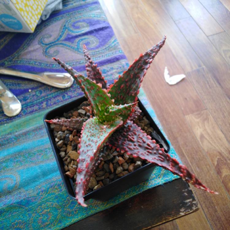 Plant image Aloe Hybrid Viper