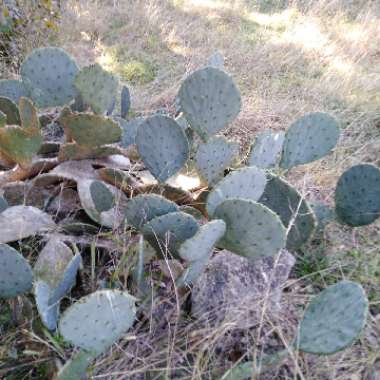 Opuntia