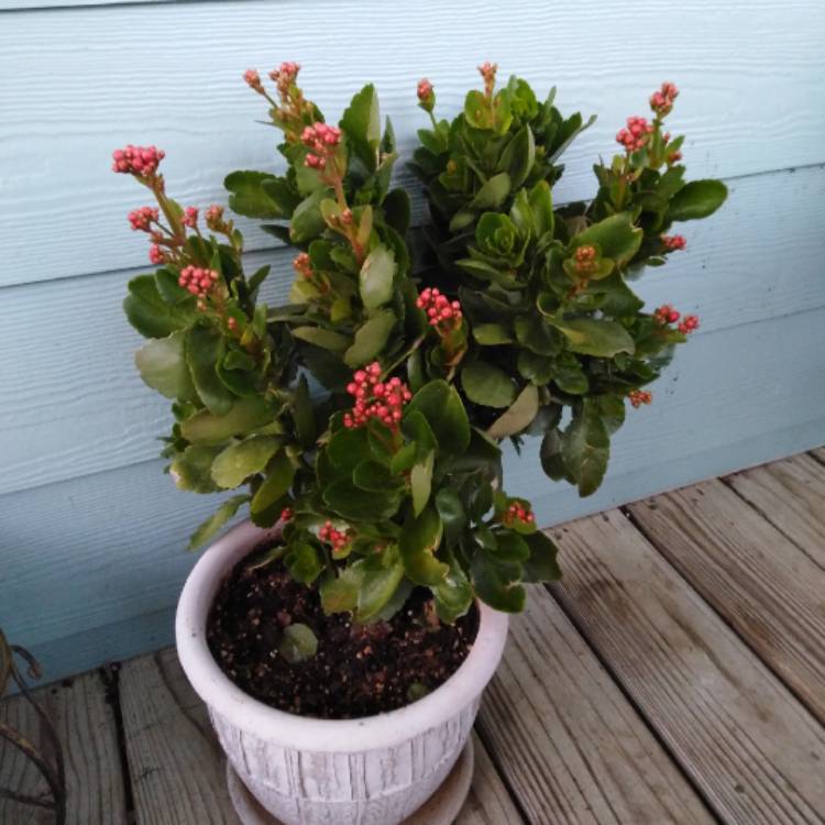 plant image 919308