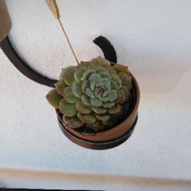 Echeveria Minima