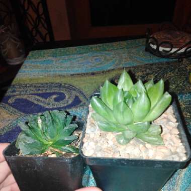 Haworthia