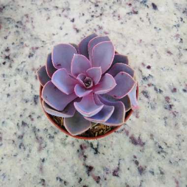 Echeveria Purple Pearl