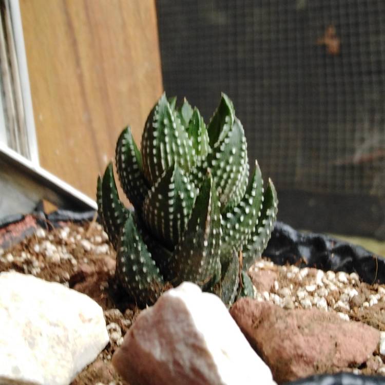Plant image Haworthiopsis coarctata var. coarctata syn. Haworthia coarctata, Haworthia resendeana