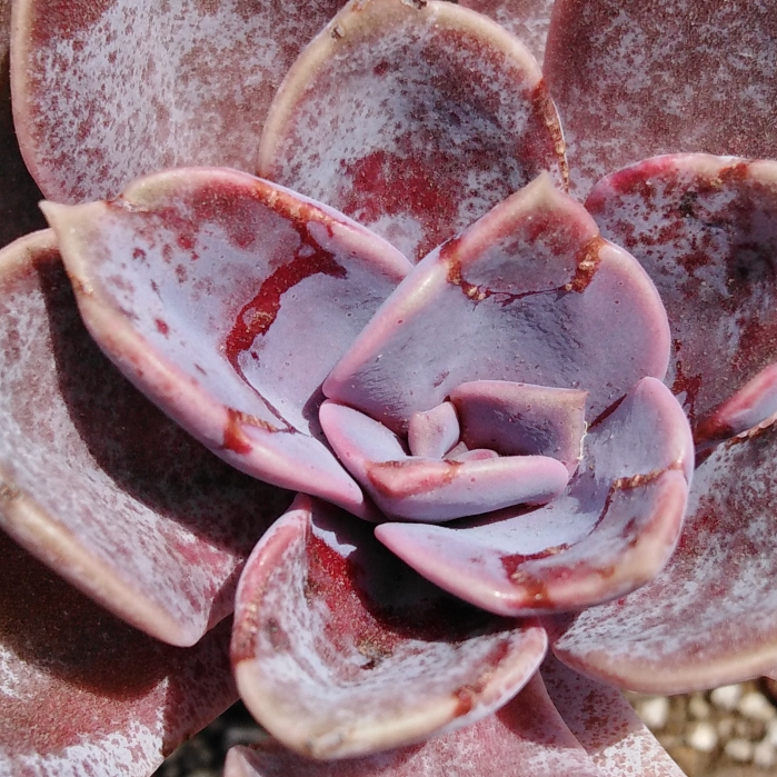 plant image 970004