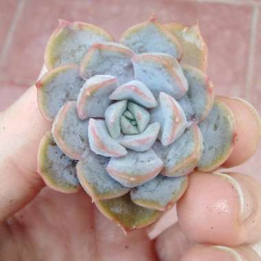 Echeveria Hercules