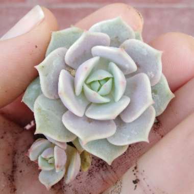 Echeveria Lola