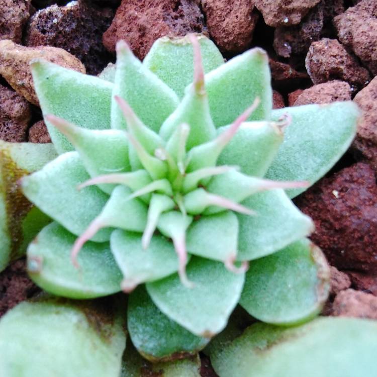 plant image 999705
