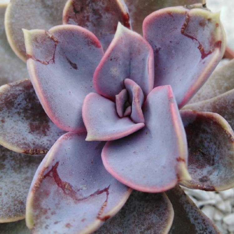 plant image 999725