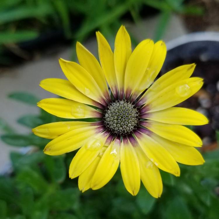 Plant image Osteospermum ecklonis 'Blue Eyed Beauty'