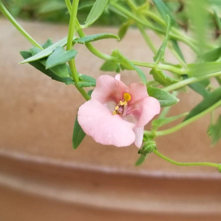 plant image 1076886