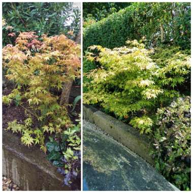 Acer palmatum 'Katsura'