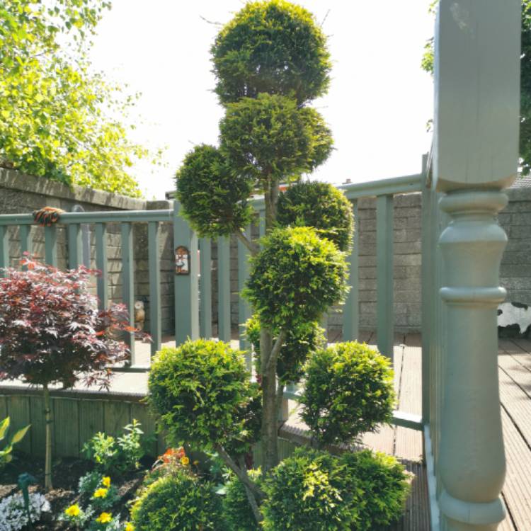 plant image 1316290