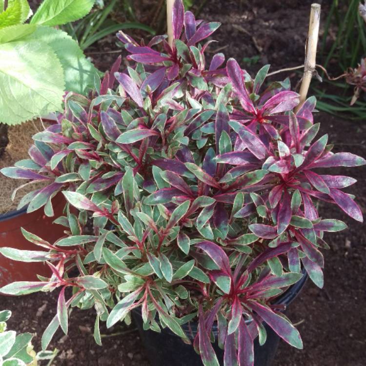 Plant image Oenothera lindheimeri 'Passionate Rainbow' syn. Gaura lindheimeri 'Passionate Rainbow'