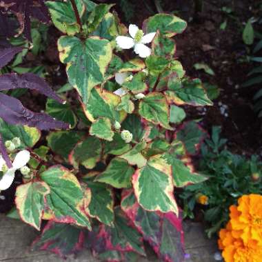 Houttuynia cordata 'Chameleon' syn. Houttuynia cordata 'Court Jester', Houttuynia cordata 'Flame', Houttuynia cordata 'Tricolour', Houttuynia cordata 'Variegata', Houttuynia foetida