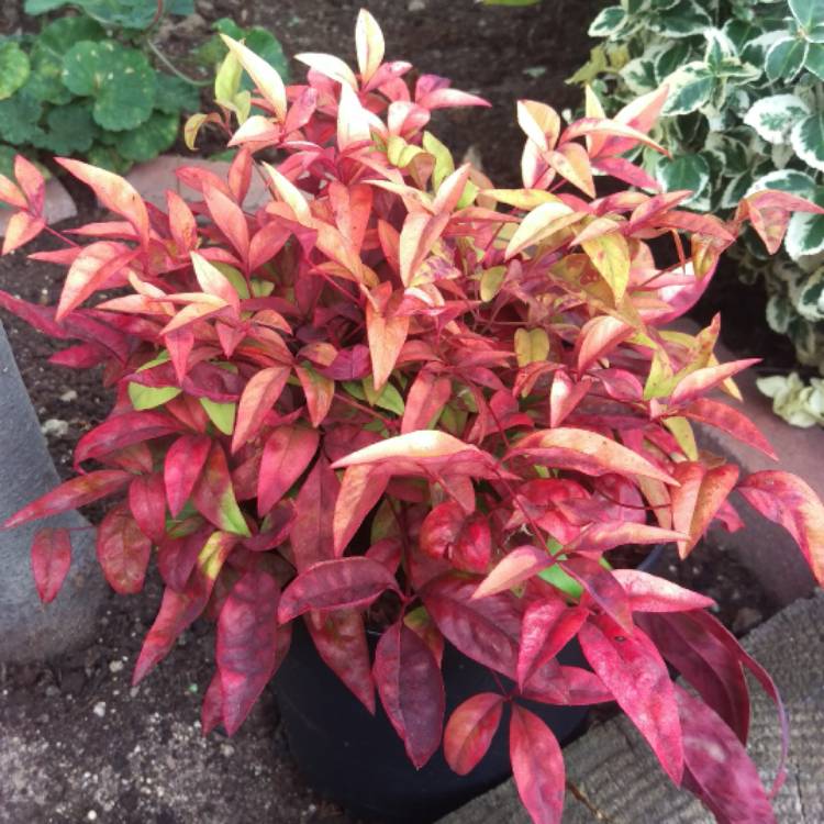 Plant image Nandina domestica 'Fire Power'