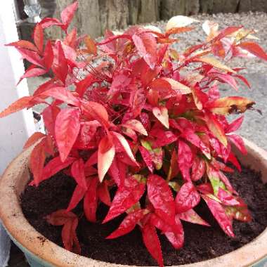 Nandina domestica 'Blush Pink'