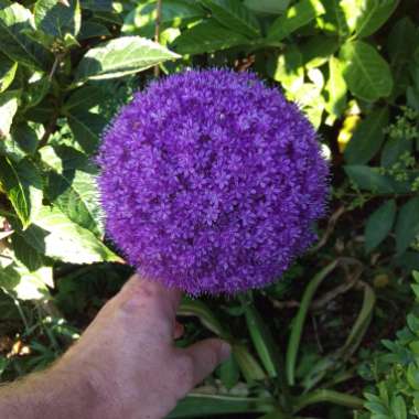 Allium 'Ambassador'