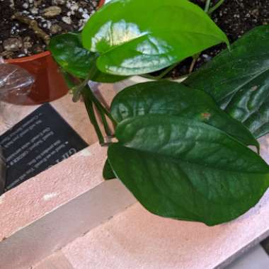 Monstera siltepecana