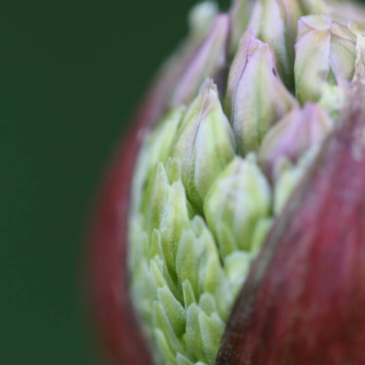 plant image 469898 plant image 469898