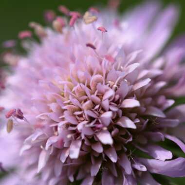 Scabious