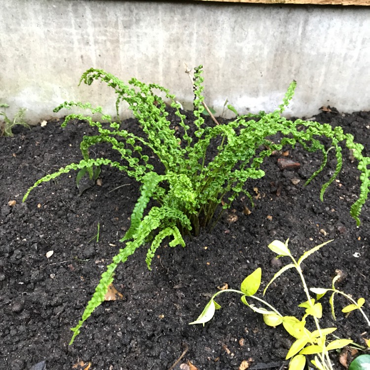 Plant image Athyrium filix-femina 'Frizelliae'