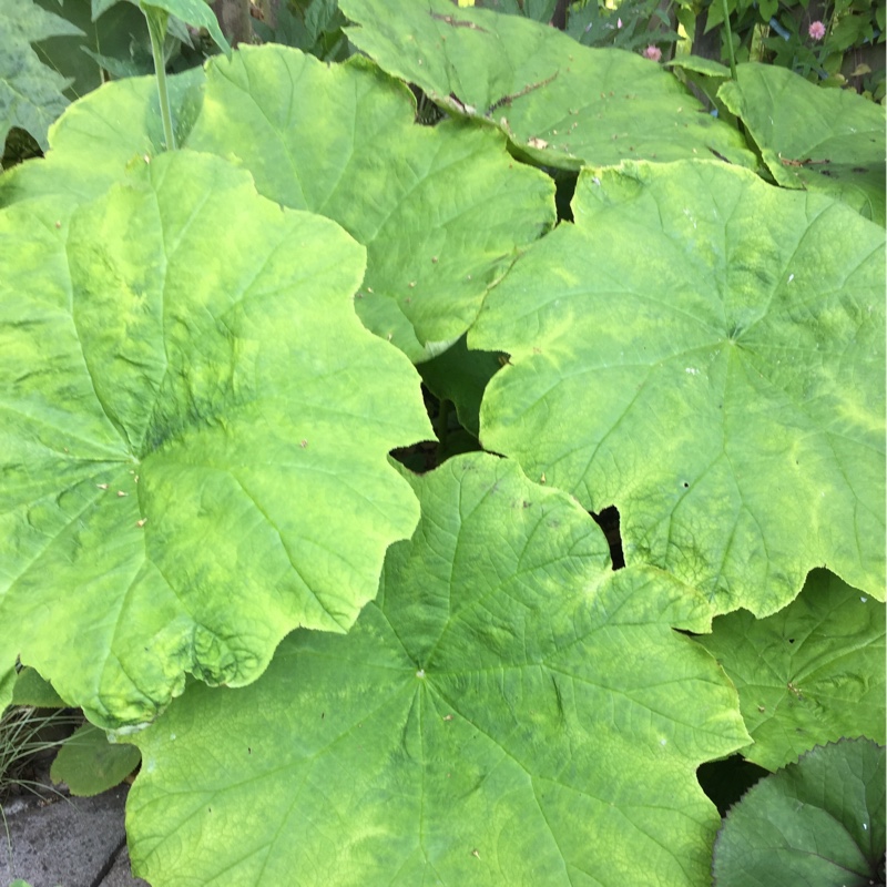 plant image 105907
