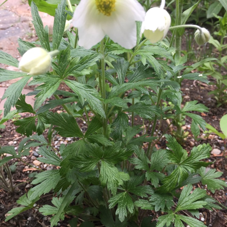 plant image 409434