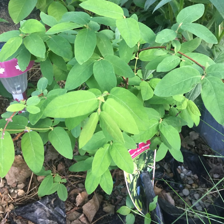 plant image 409458