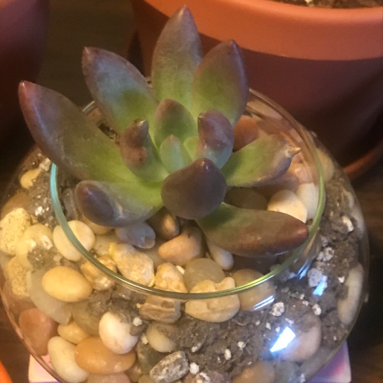 Plant image xGraptoveria Bella
