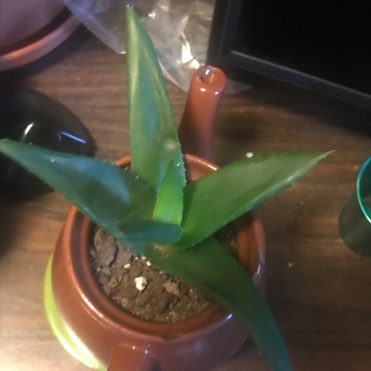 plant image 1421658