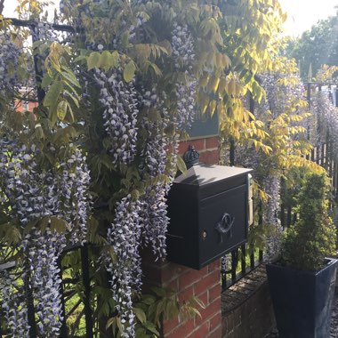 Chinese Wisteria