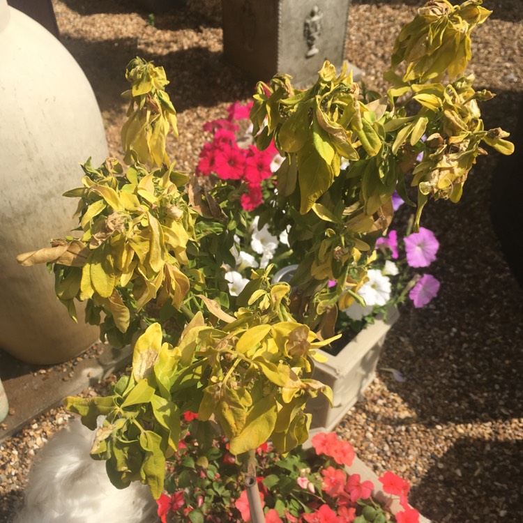plant image 473743