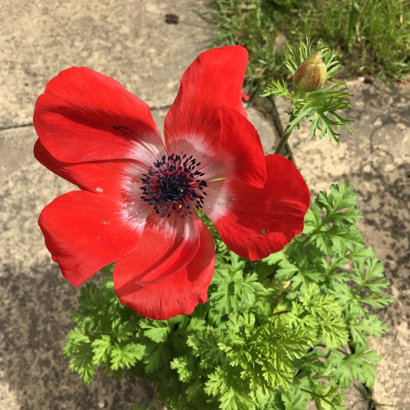 plant image 84841