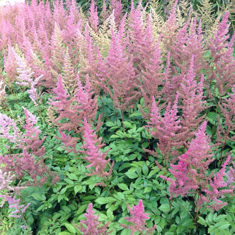 Astilbe x arendsii 'Amethyst'