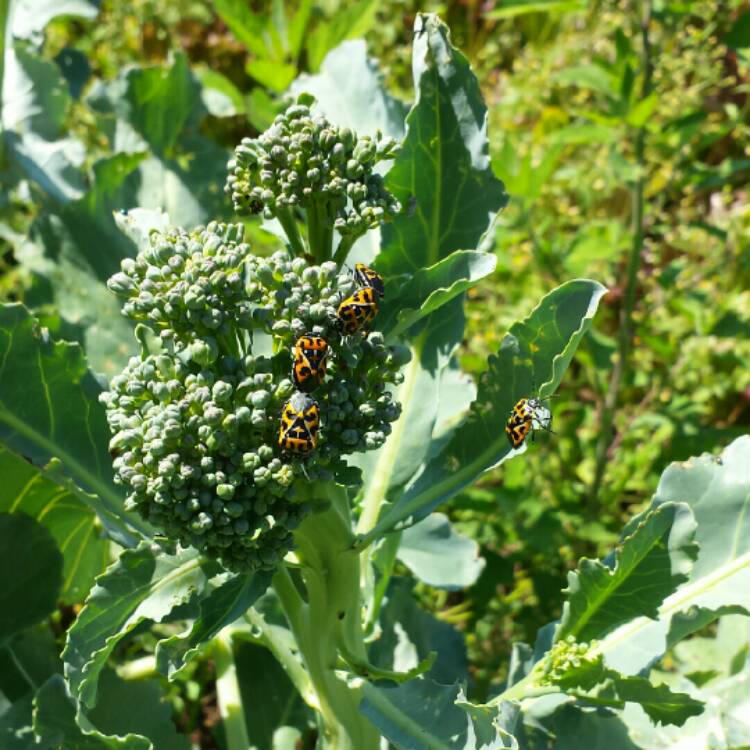 Plant image Brassica Oleracea var. Italica 'Autumn Spear'