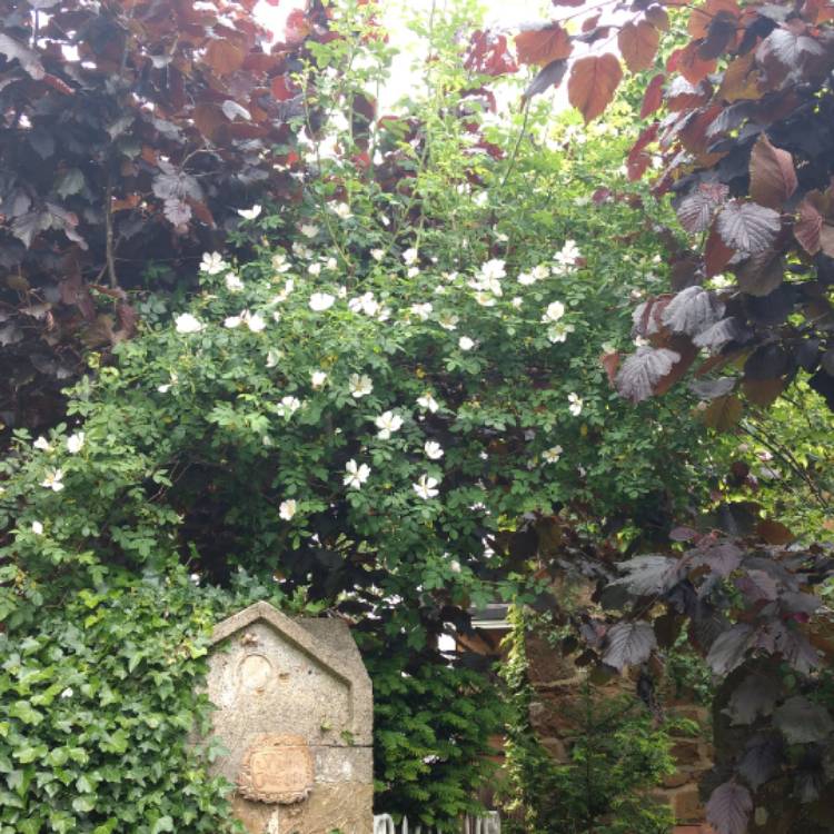 Plant image Rosa 'Wedding Day'