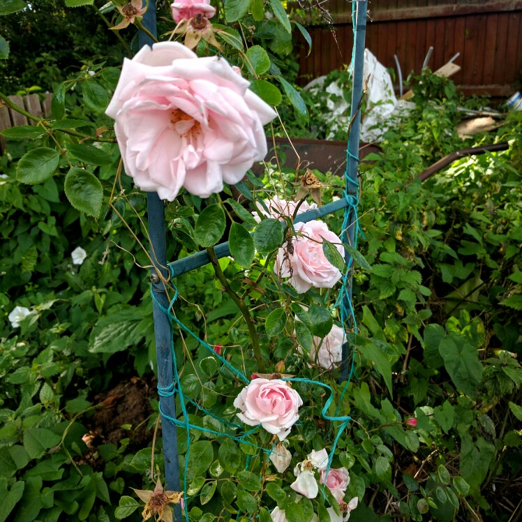 plant image 146972