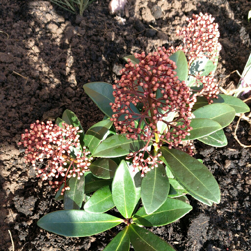 plant image 27844 plant image 27844