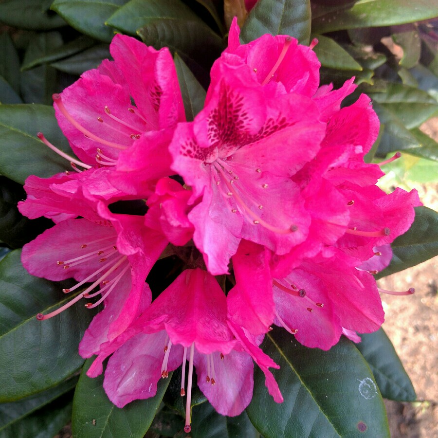 Plant image Rhododendron 'Cosmopolitan'