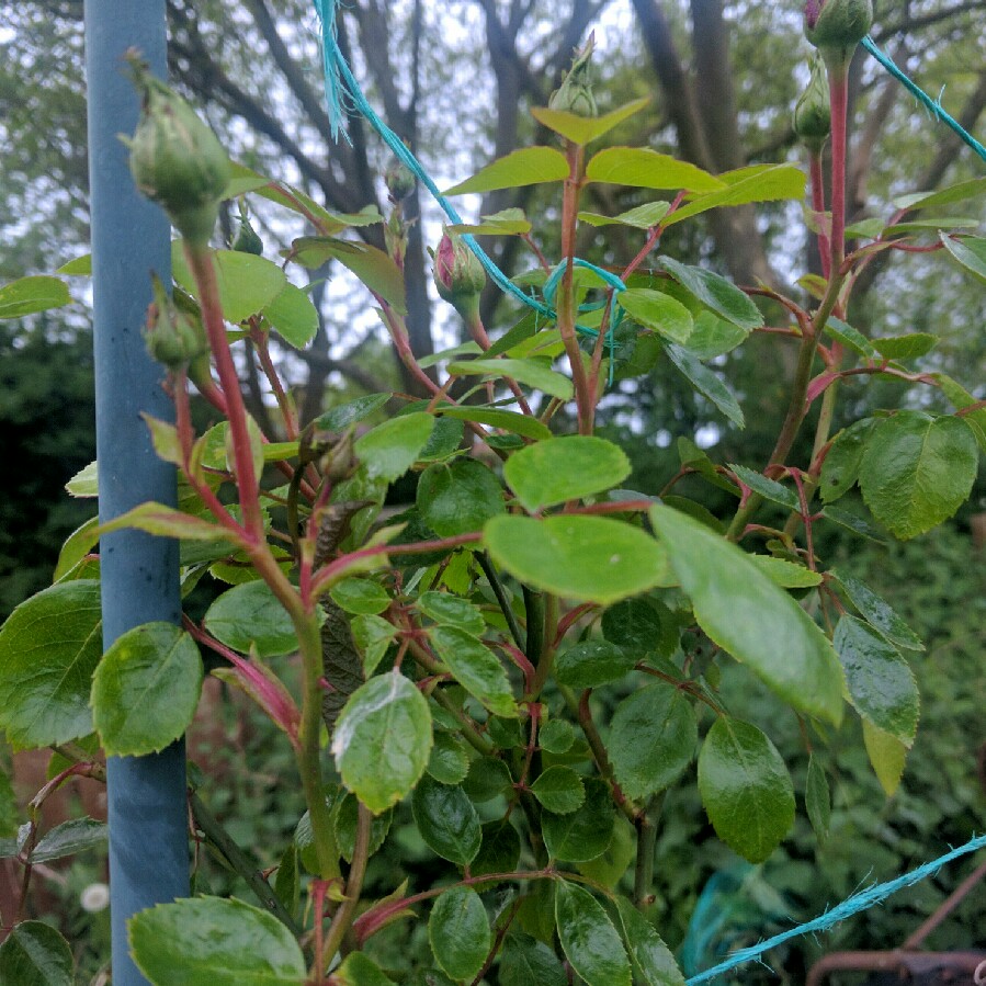 plant image 88814