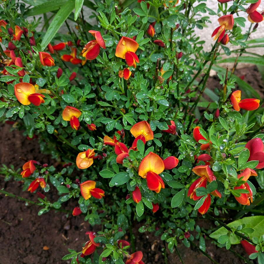 Sister Rosie® Scotch Broom