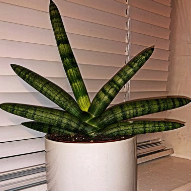 Sansevieria cylindrica 'Boncel'