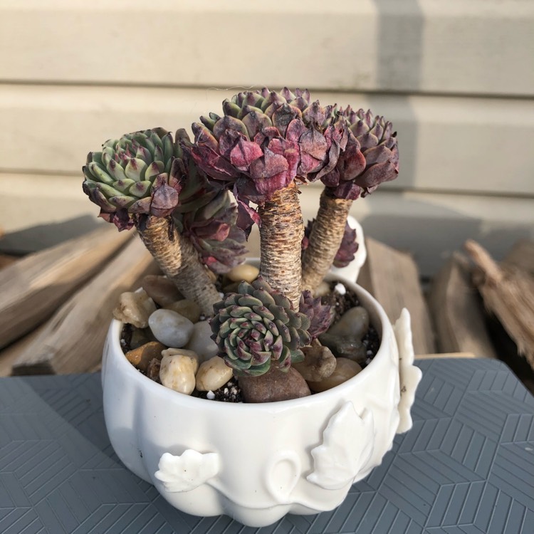 plant image 1257558